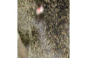 开云官方入口-"鯾8*2?镩?痢j"諑埶C莟D的简单介绍